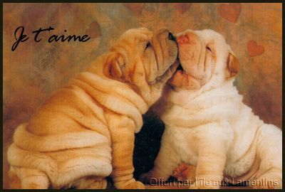 mon chien prefere
